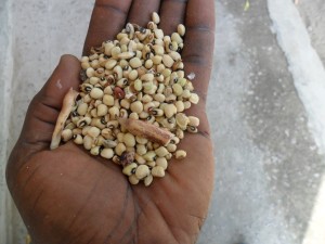 First crop of beans