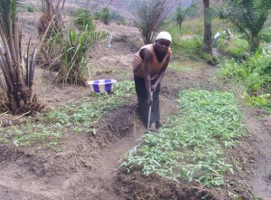 Vulnerable woman growing vegetables as a micro-enterprise in our Kikimi field to help support her family