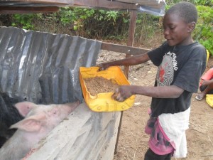 The orphaned boys enjoy feeding the pigs