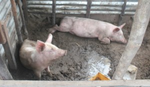 Breeding pigs