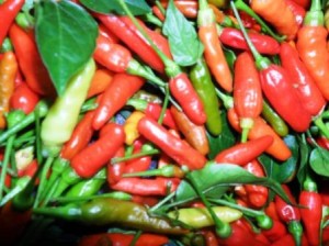 Chilli peppers harvest