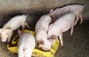 First litter of pigs