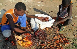 Boys harvesting palm nuts from which will be crushed to extract oil