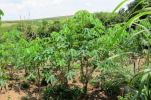 13_Cassava plants