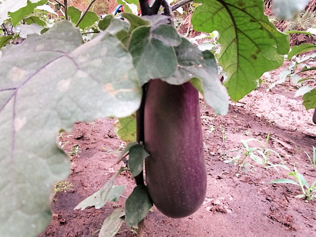 Eggplant from orphans' garden.
