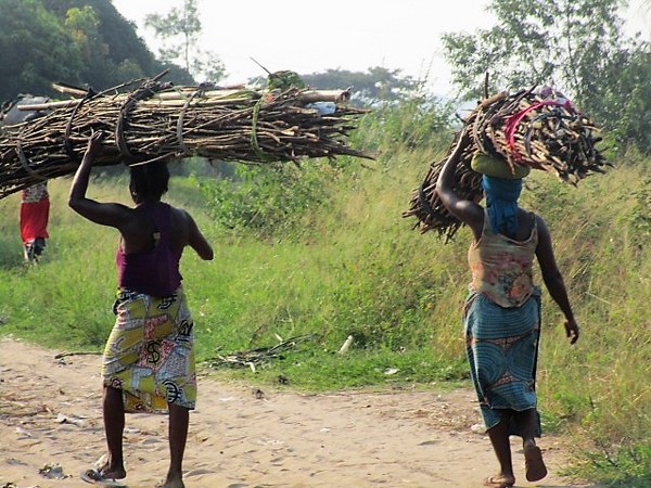 Village women carrying fire woods to sell at the market