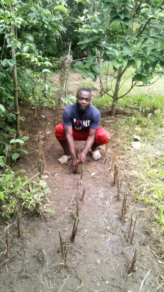 Jacques planting citronella in Kikimi.